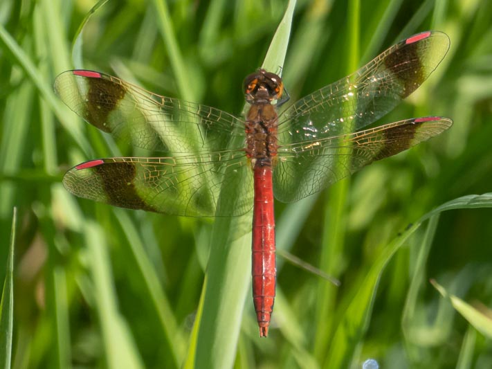 Sympetrum pedemontanum male-4.jpg